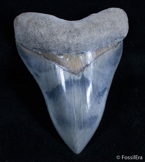 museum quality megalodon teeth for sale